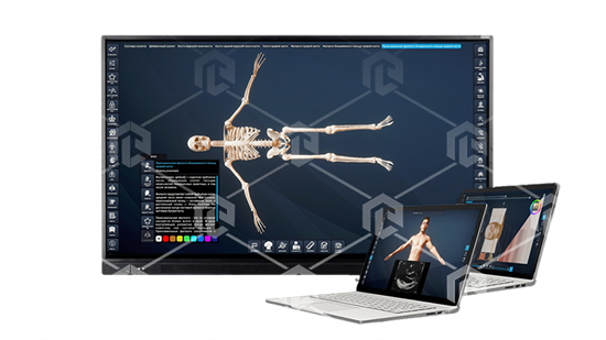 Интерактивный трёхмерный атлас анатомии человека "PL-Anatomy" версия Ultra Light