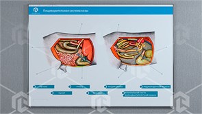 Стенд-планшет светодинамический "Изучение пищеварительной системы сельскохозяйственных животных" со сменными панелями ФСВ-ПЩСХЖ-01